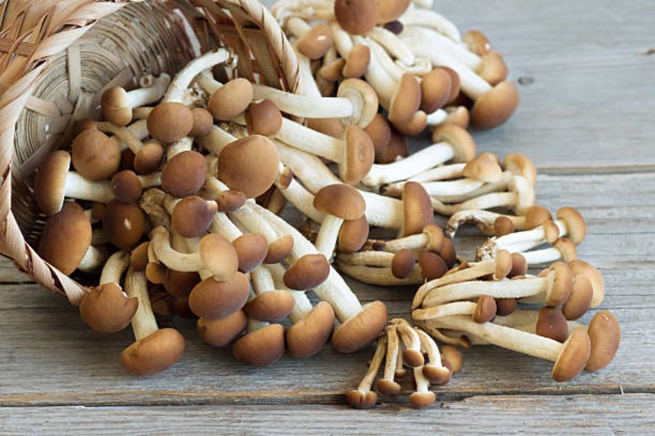 Pioppino pilz und Ageritine: Wenn Forschung auf Pilze trifft